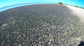 Thousands of cerith snails invade beach in Florida