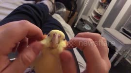 Cockatiel having her face tickled very cute
