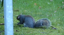 Grey Squirrel Hides her nuts for winter