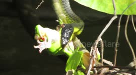 Tree snake catches green tree frog in Daintree Rainforest