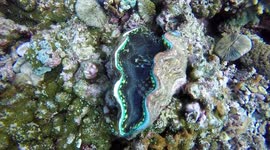 Various Giant Clams of the Great Barrier Reef