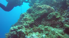 Grumpyface Stone Fish, at Steve's Bommie, Great Barrier Reef