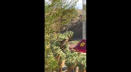 Slow motion hummingbirds at the Indian Canyons Heritage Park trading post in Palm Springs