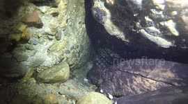 Giant Japanese Salamanders in an underwater cave