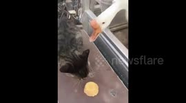 Aggressive goose grabs cake from cat