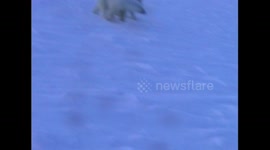 Meeting with polar bears