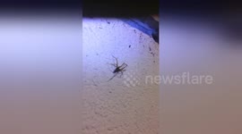 Newsflare Edit - Are You Afraid Of Spiders ?