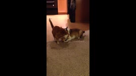Dog and cat getting along.