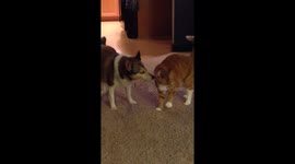 Dog and cat love each other.