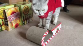 Cute cats in Santa suits get excited over Christmas presents