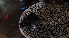 Challah the adventure cat is adorable and chases her tail