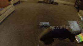 Pet dog opens Christmas present