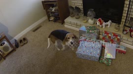 Beagle dog tears open Christmas present