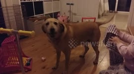 3yr old drops subtle hint she wants a pony by turning dog into one