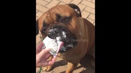 Dog eating ice cream