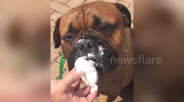 Dog eating ice cream in Brighton . He seems to be enjoying iy