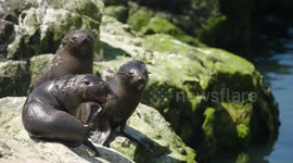 New Zealand quake-generation seal pups thrive one year on
