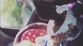 Rhea steals feed from four-year-old's bucket