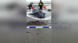 Soldiers rescue stranded humpback whale in five hours