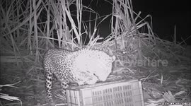 Three leopard cubs reunited with missing mother in heartwarming video