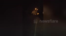 Newsflare Edit - Elephant injured by car walking across the same road the next morning