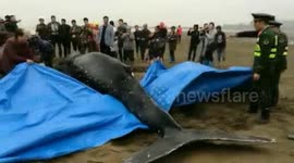 Stranded humpback rescued after five hours