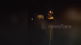 Shocking dash cam footage of elephant being hit by truck