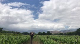 Ostrich photobomb! Bird invades view of Cape winelands