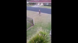 Kangaroo wrestling