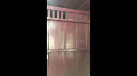 Angry lizard snaps and BARKS at girl who tried to scare it away with broom