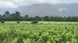 Ostrich walks across Cape winelands