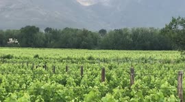 Ostrich walking in the vineyards 2
