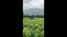 Ostrich walking in the vineyards 3 Portrait mode