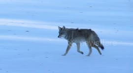 Coyote Crossing Wascana Lake