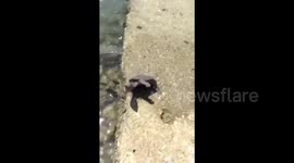 Turtle waves goodbye to onlookers