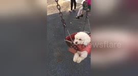 Cute dog enjoys ride on park swing