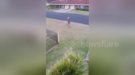 Newsflare Edit - Kangaroo wrestling