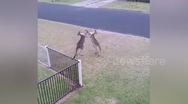 Two male kangaroos wrestle in residential area