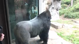 Dallas Zoo gorilla smacks window, scares Myers
