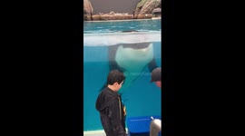 Orca encounter at Seaworld