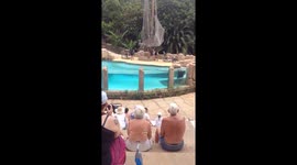 Seals doing tricks