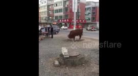 Is this cow begging for its life before being butchered?