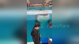 Newsflare Edit - Orca encounter at Seaworld
