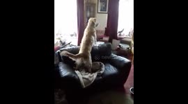 Excited dog's know when their owners get home