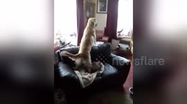 Newsflare Edit - Excited dog's know when their owners get home