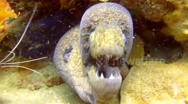 This is what an angry eel attack looks like
