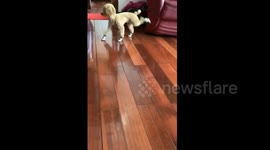 Poodle doesn't know how to walk in shoes