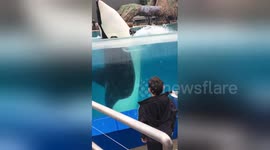 Amazing moment killer whale mimics boy's movements at San Diego zoo
