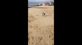 Chihuahua enjoys playing with sand