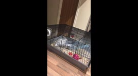 Hamster that thinks he’s Spider-Man!
